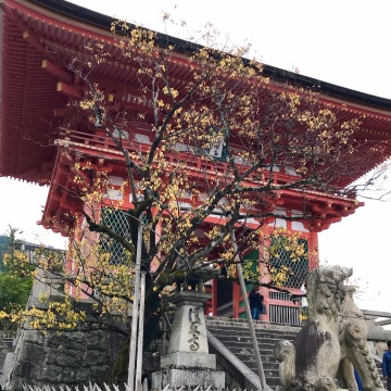 Kiyomizu Temple Kyoto autumn